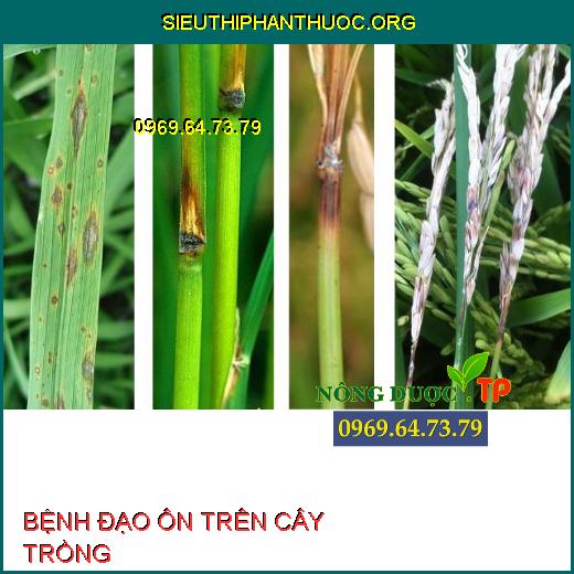 BỆNH ĐẠO ÔN TRÊN CÂY TRỒNG