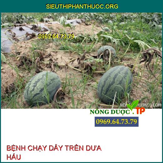 BỆNH CHẠY DÂY