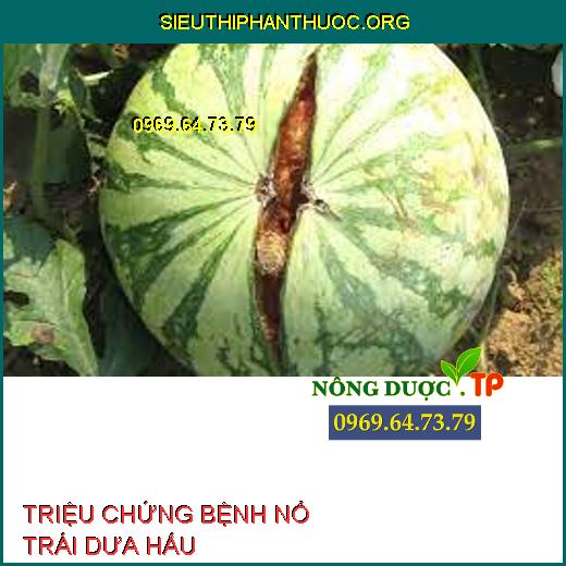 BỆNH NỔ TRÁI