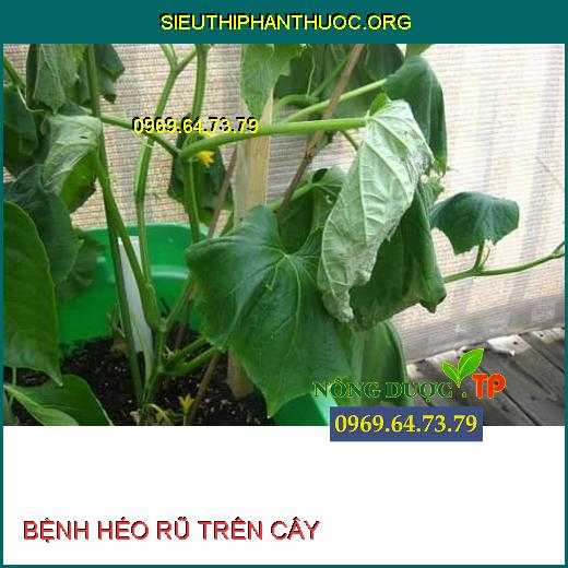 BỆNH HÉO RŨ