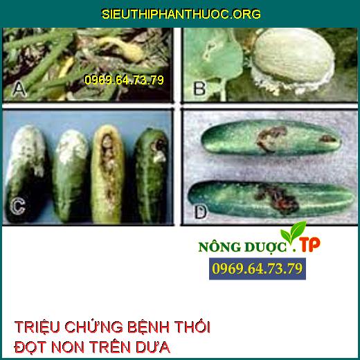 BỆNH THỐI ĐỌT NON