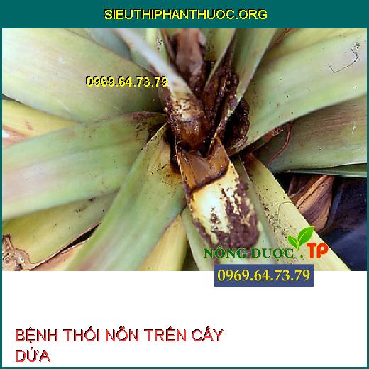 BỆNH THỐI NÕN