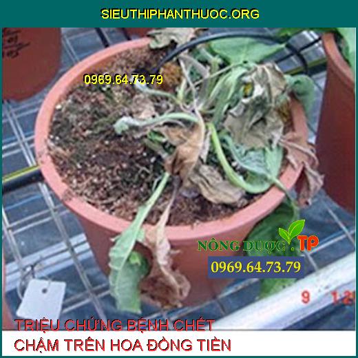 BỆNH CHẾT CHẬM