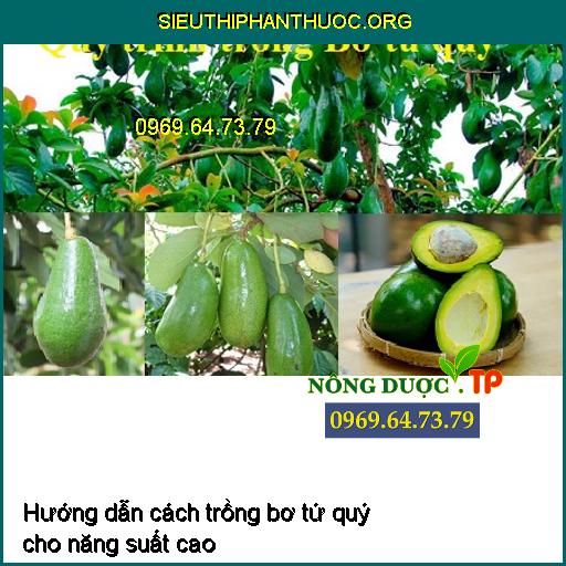 Hướng dẫn cách trồng bơ tứ quý cho năng suất cao