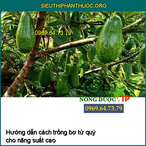 Hướng dẫn cách trồng bơ tứ quý cho năng suất cao