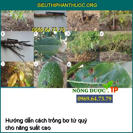 Hướng dẫn cách trồng bơ tứ quý cho năng suất cao