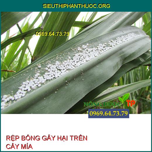 RỆP BÔNG GÂY HẠI