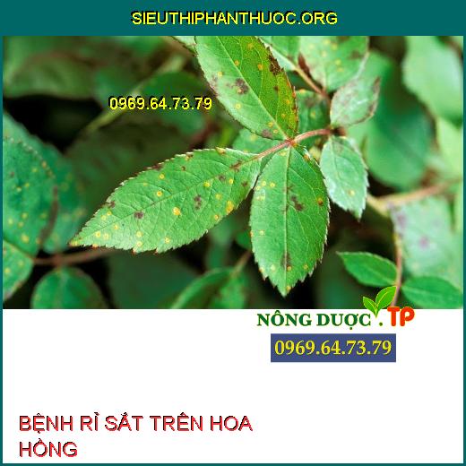 BỆNH RỈ SẮT