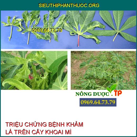 BỆNH KHẢM LÁ