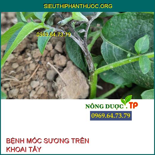 BỆNH MỐC SƯƠNG