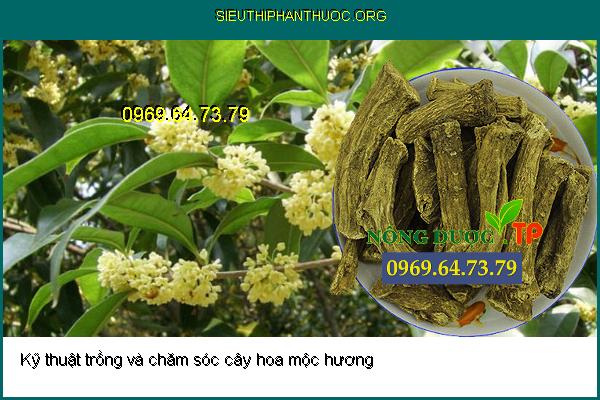 Kỹ thuật trồng và chăm sóc cây hoa mộc hương