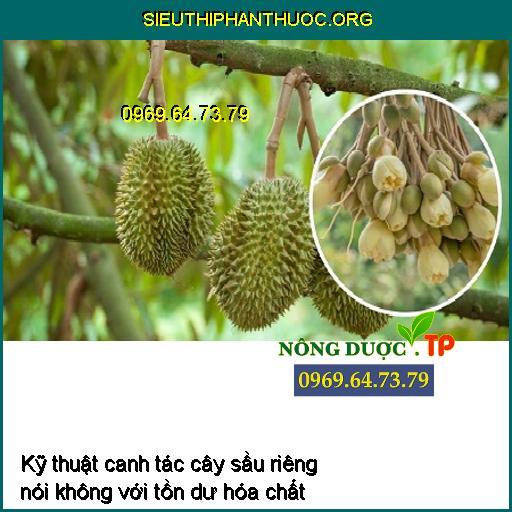 Kỹ thuật canh tác cây sầu riêng nói không với tồn đọng hóa chất