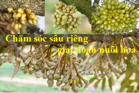 Kỹ thuật chăm sóc sầu riêng giai đoạn nuôi hoa