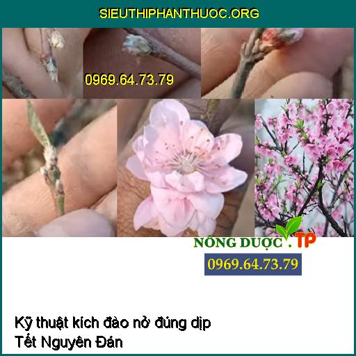 Kỹ thuật kích đào nở đúng dịp Tết Nguyên Đán