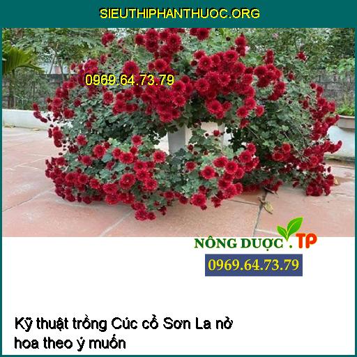 Kỹ thuật trồng Cúc cổ Sơn La nở hoa theo ý muốn