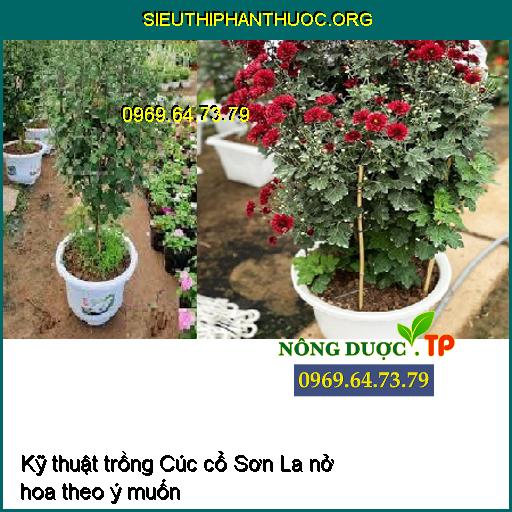 Kỹ thuật trồng Cúc cổ Sơn La nở hoa theo ý muốn