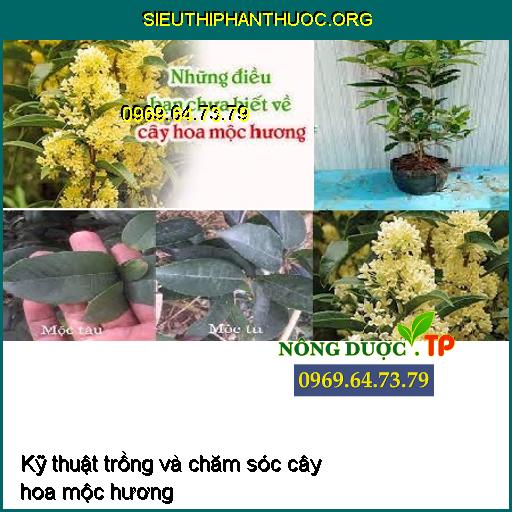 Kỹ thuật trồng và chăm sóc cây hoa mộc hương