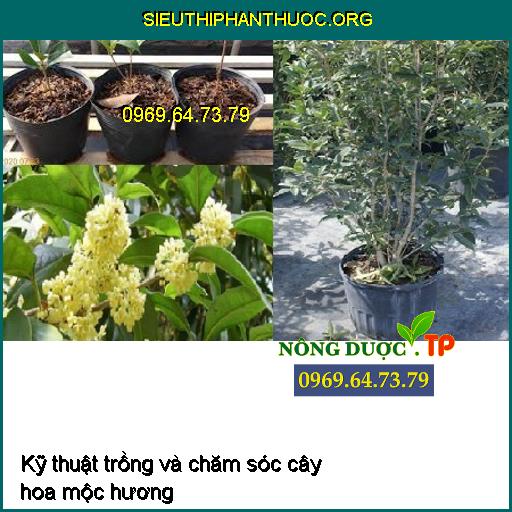 Kỹ thuật trồng và chăm sóc cây hoa mộc hương