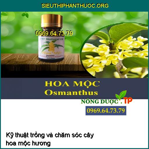 Kỹ thuật trồng và chăm sóc cây hoa mộc hương