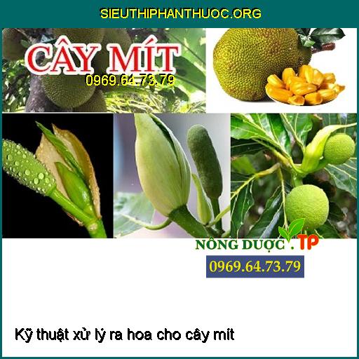 Kỹ thuật xử lý ra hoa đồng bộ trên cây Na thái