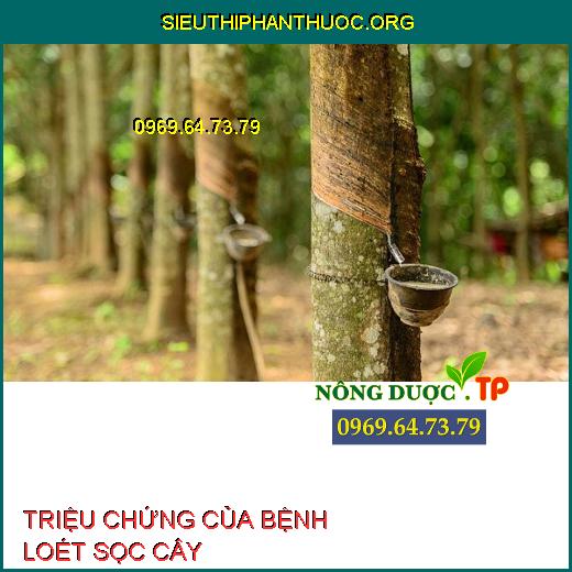 TRIỆU CHỨNG CỦA BỆNH LOÉT SỌC CÂY