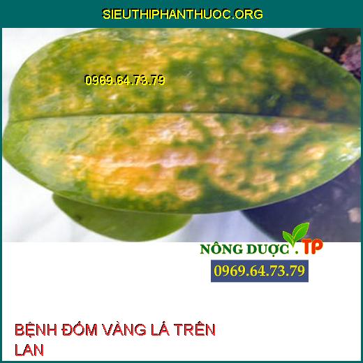 BỆNH ĐỐM VÀNG LÁ