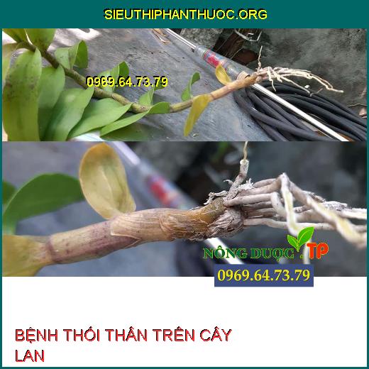 BỆNH THỐI THÂN