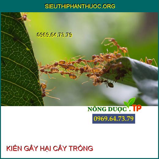 KIẾN GÂY HẠI CÂY TRỒNG