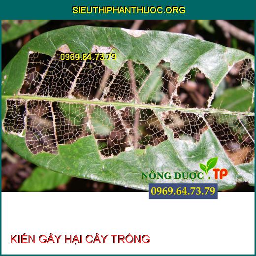 KIẾN GÂY HẠI CÂY TRỒNG