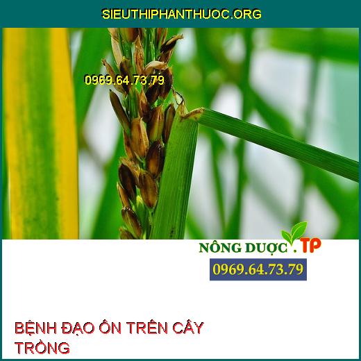 BỆNH ĐẠO ÔN TRÊN CÂY TRỒNG