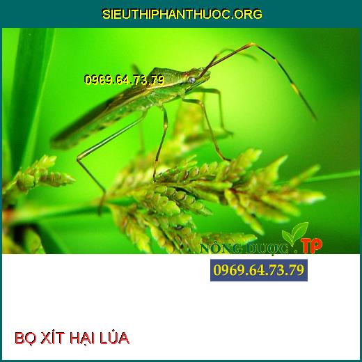 BỌ XÍT HẠI LÚA