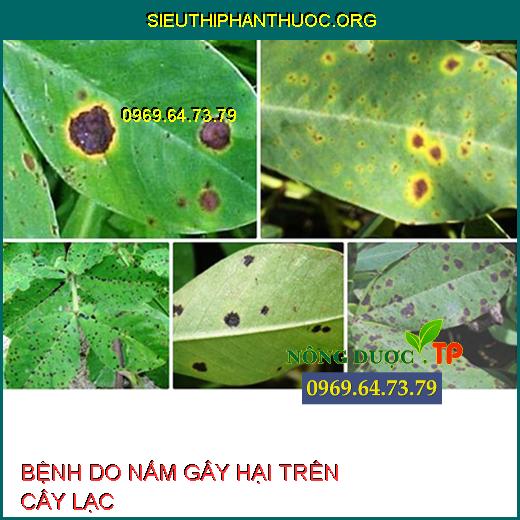 BỆNH DO NẤM GÂY HẠI