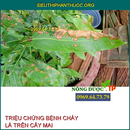 BỆNH CHÁY LÁ