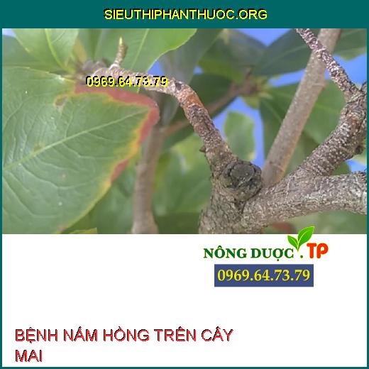 BỆNH NẤM HỒNG