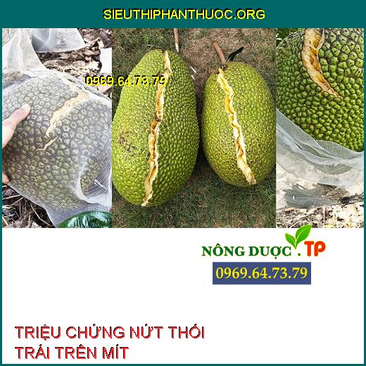 NỨT THỐI TRÁI