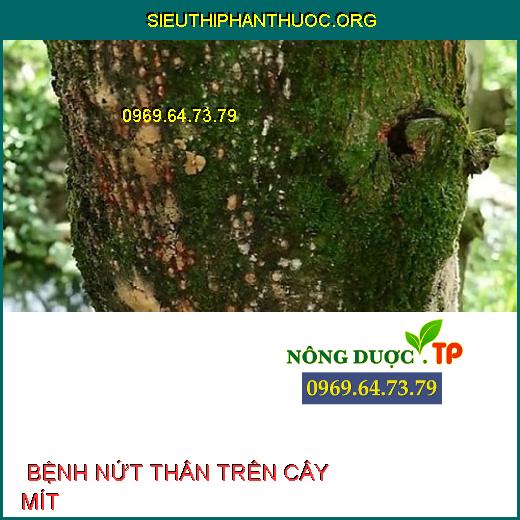 BỆNH NỨT THÂN