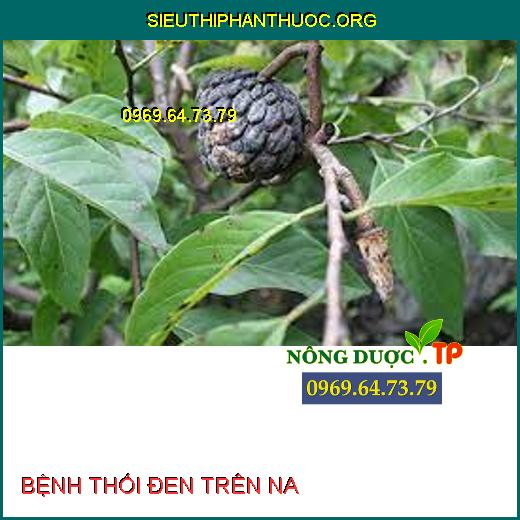 BỆNH THỐI ĐEN