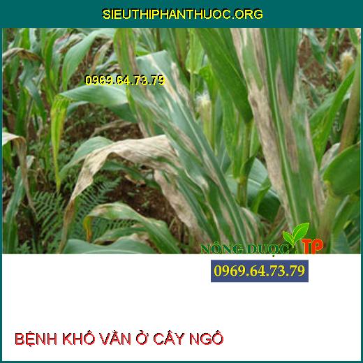 BỆNH KHÔ VẰN Ở CÂY NGÔ