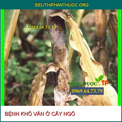 BỆNH KHÔ VẰN Ở CÂY NGÔ