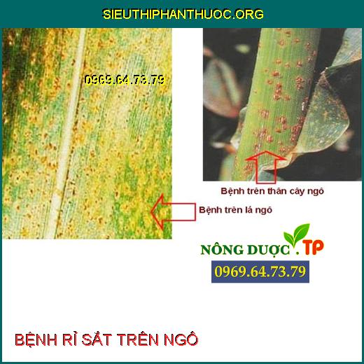 BỆNH RỈ SẮT