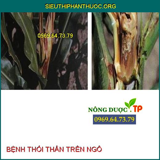 BỆNH THỐI THÂN