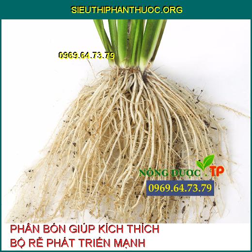 Top 3 Phân bón giúp kích thích cây ra rễ non, lá xanh dày. - SIÊU THỊ ...