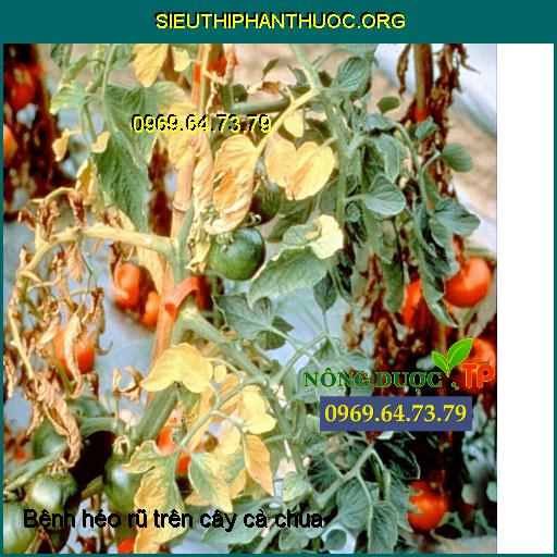 Nhận diện các loại sâu bệnh hại thường gặp trên cây cà chua