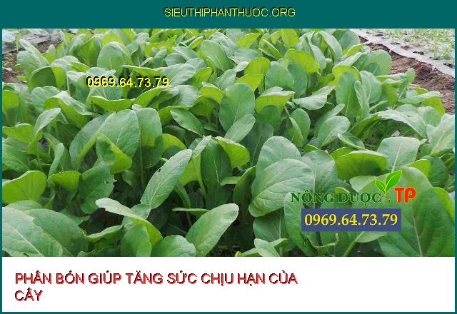 Top 3 Phân bón bổ sung dưỡng chất giúp gia tăng sức chống chịu của cây