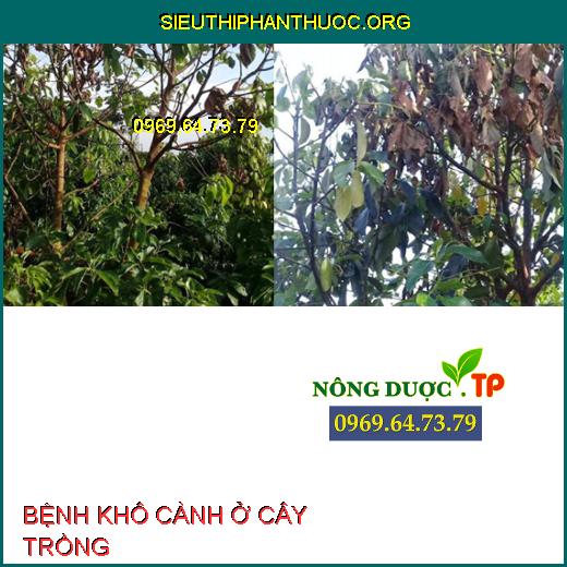 BỆNH KHÔ CÀNH Ở CÂY TRỒNG