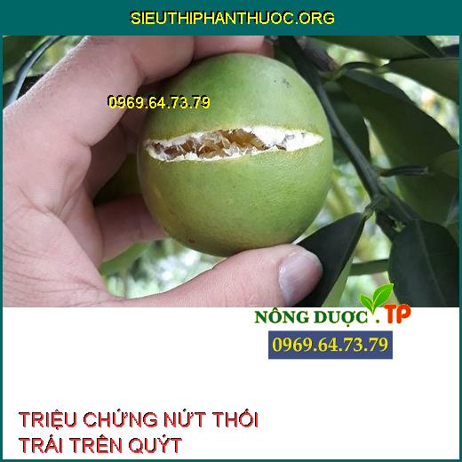 NỨT THỐI TRÁI