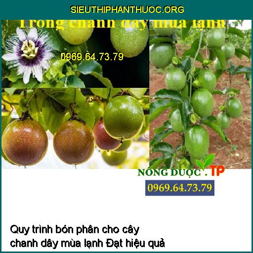 Quy trình bón phân cho cây chanh dây mùa lạnh Đạt hiệu quả cao