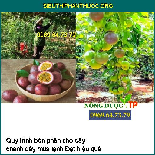 Quy trình bón phân cho cây chanh dây mùa lạnh Đạt hiệu quả cao