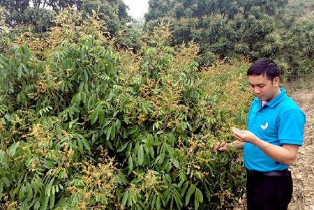 Quy trình chăm sóc giúp nhãn ra hoa khi gặp điệu kiện bất thuật