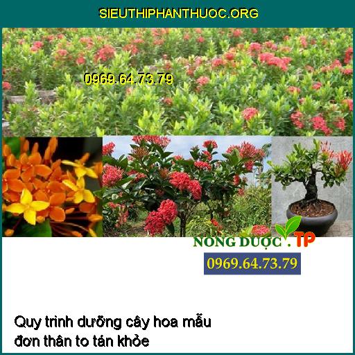 Quy trình dưỡng cây hoa mẫu đơn thân to tán khỏe